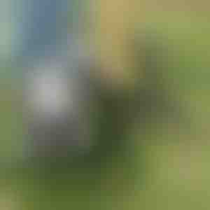 Piktžolių šalinimo įrankis | ROOTNIK