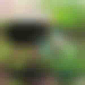 Ekologiškas sodas jūsų augalams | PLANTIE